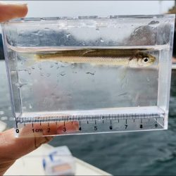 【竜門ダム(班蛇口湖)】ワカサギ釣り終盤 サイトでも釣れ79匹手中