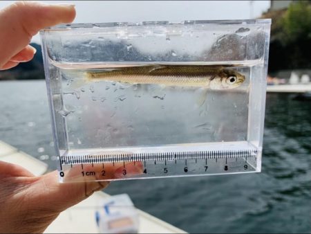 【竜門ダム(班蛇口湖)】ワカサギ釣り終盤 サイトでも釣れ79匹手中