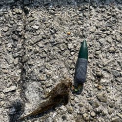 花見カレイ前線まだまだ2