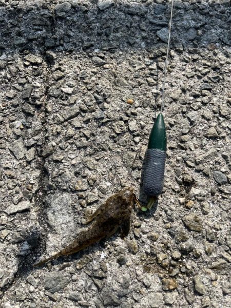 花見カレイ前線まだまだ2