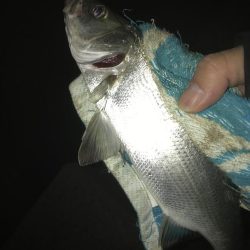 釣れないセイゴ！