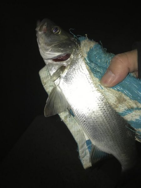 釣れないセイゴ！