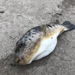 ヘチ釣りでキビレGET