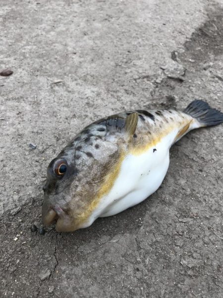 ヘチ釣りでキビレGET