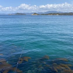 アオリ調査の筈が