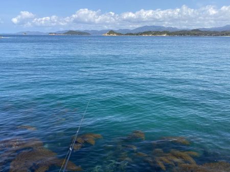 アオリ調査の筈が