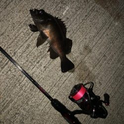 究極、ベビサの1.5！