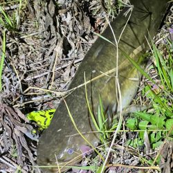 会社の近くの川で