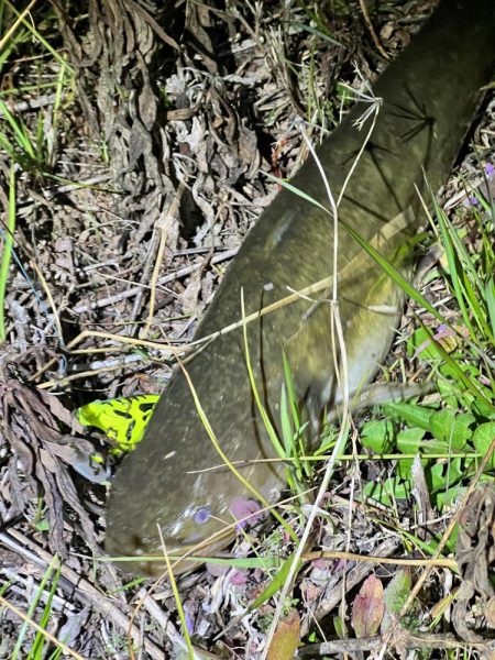 会社の近くの川で