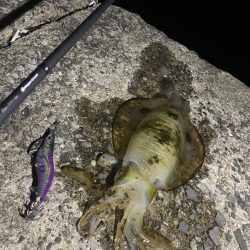 エギング釣行⑦