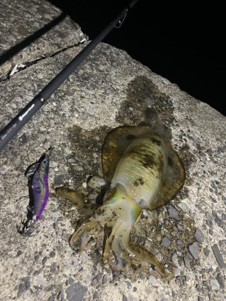 エギング釣行⑦