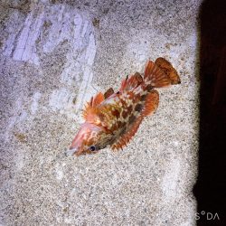 アジを求めてたけど