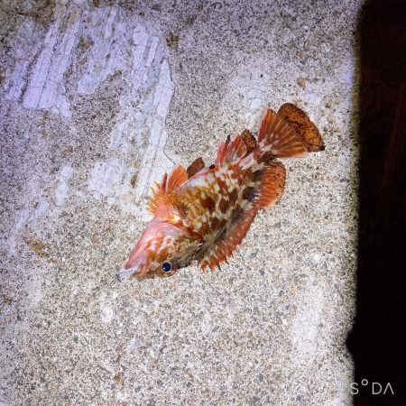 アジを求めてたけど