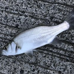 今日もセイゴ！