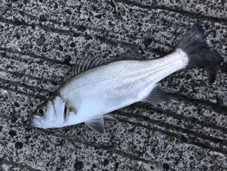 今日もセイゴ！