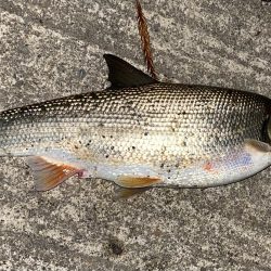 ホタルイカパターン