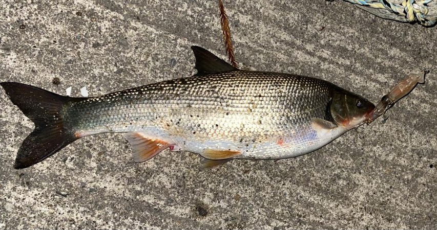 ホタルイカパターン