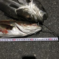 今年初シーバス