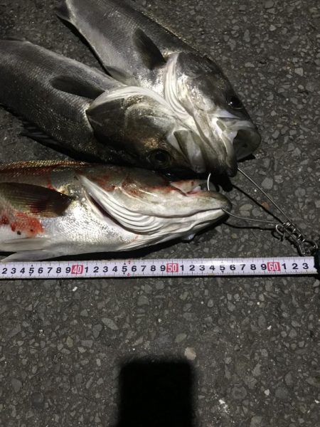 今年初シーバス