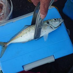 越前三国港尺アジ祭り開催中！！