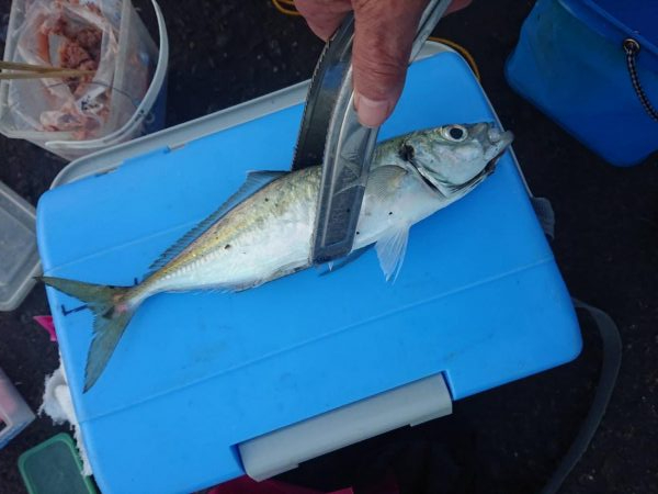 越前三国港尺アジ祭り開催中！！