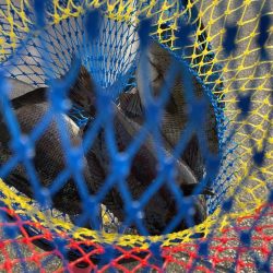 水がクリアすぎで なんとか3匹