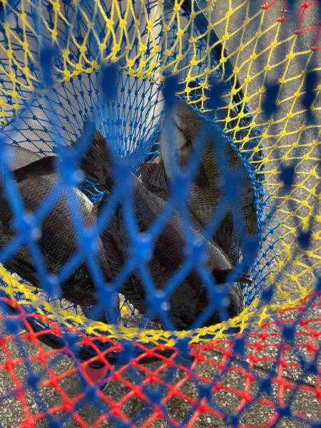 水がクリアすぎで なんとか3匹