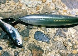 ドブ川はハク絨毯