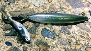 ドブ川はハク絨毯