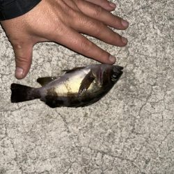 今日もメバリング