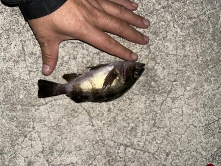 今日もメバリング