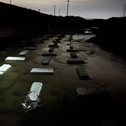 コイツは裏切らない！！