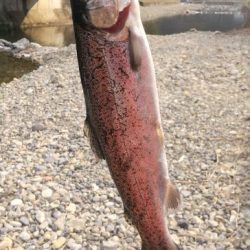 一年ぶりのエリアトラウト!果たして釣れるのか⁈