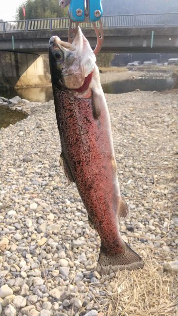 一年ぶりのエリアトラウト!果たして釣れるのか⁈