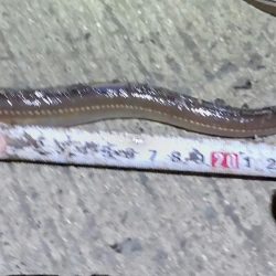 小ぶりのアナゴ