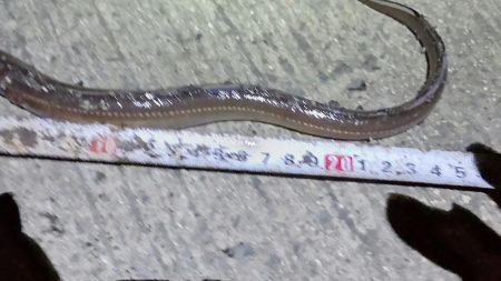 小ぶりのアナゴ