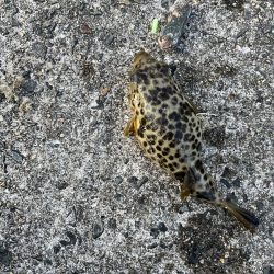 花見カレイ開花宣言まだまだ