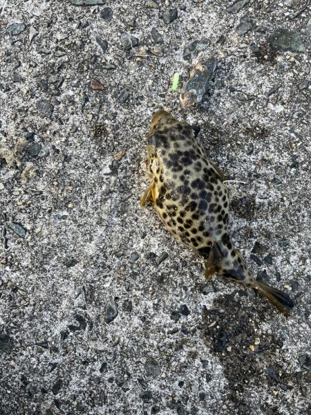 花見カレイ開花宣言まだまだ