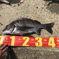 ヘチ釣りで本命チヌGET