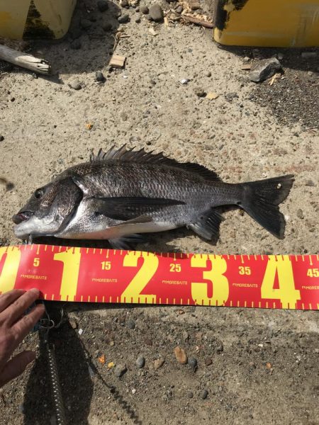 ヘチ釣りで本命チヌGET