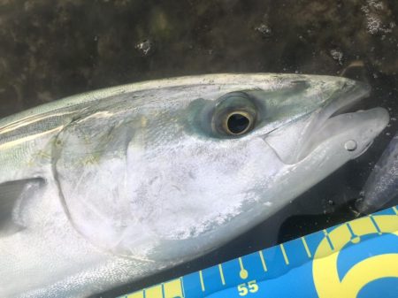 今日もトップで