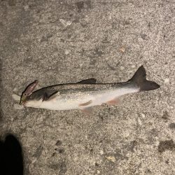 ホタルイカパターン代1弾