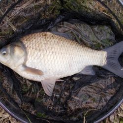 紀ノ川 ヘラブナ釣り 40cm前後✖3枚