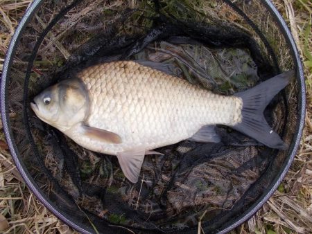 紀ノ川　ヘラブナ釣り　４0ｃｍ前後…
