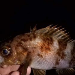 ウネリ残る中でのメバリング