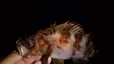 ウネリ残る中でのメバリング