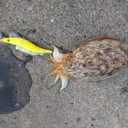 春のコウイカ開幕