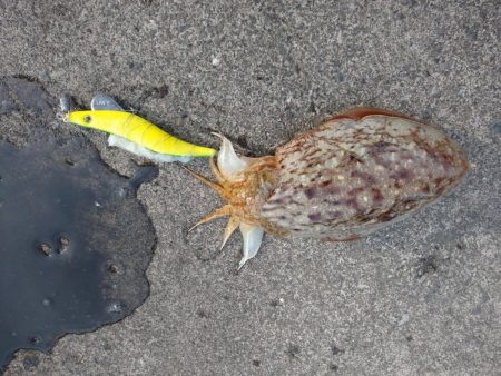 春のコウイカ開幕