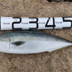 ヒラメ狙いでまさかの・・