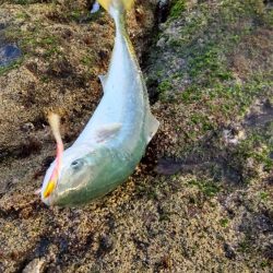 まさかのメジロ